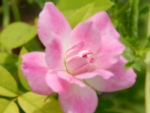 Beautiful Pink Rose