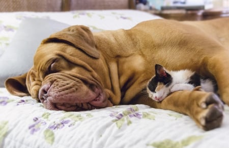 Dog and cat - puppy, animals, lovely, pretty, puppys, beautiful, dog, animal, dogs, sweet, cute