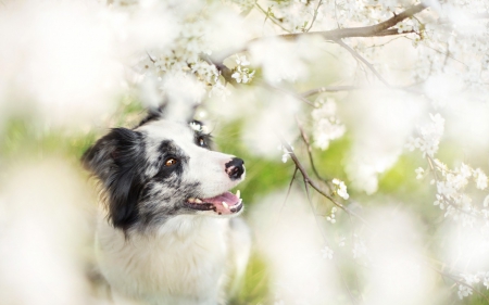 Amazed - flower, animal, cute, spring, puppy, white, spot, blooms, dog, green