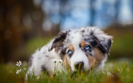 Waiting - dog, grass, black, white, animal, border collie, green, puppy, blue eyes