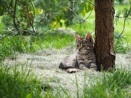 Cat - hat, pretty, cat face, beautiful, lovely, paws, cat, kitten, cute, cats, face, sleeping, animals, kitty