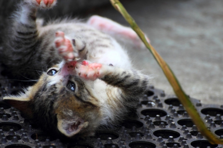 Cat - sleeping, cat face, hat, cat, kitty, animals, lovely, kitten, paws, face, pretty, cats, beautiful, cute