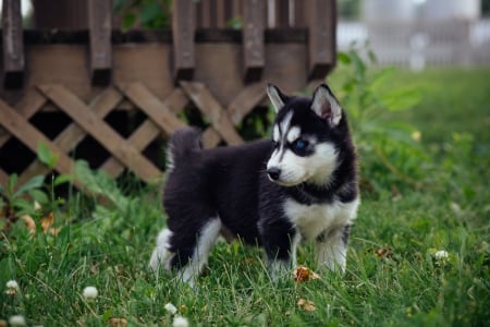 Husky - pretty, puppys, beautiful, dog, lovely, sweet, animal, dogs, cute, puppy, animals