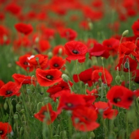 Field of Poppies