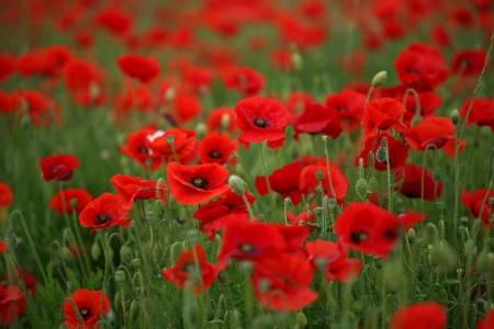 Field of Poppies - field, flowers field, nature, splendor, flowers, poppies, poopies, flower, poppy