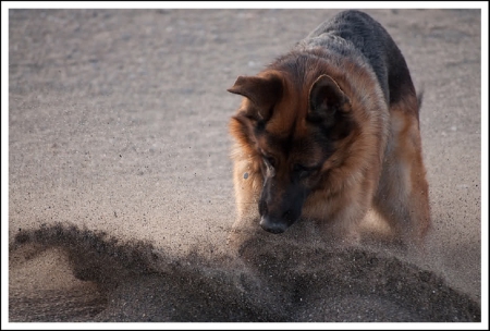 German shepherd