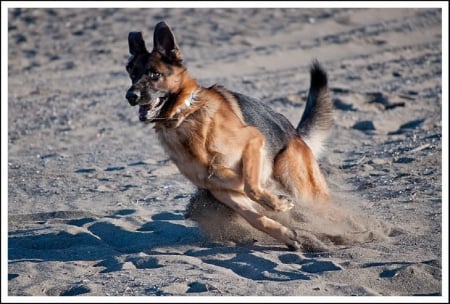 German shepherd - puppy, animals, lovely, pretty, puppys, beautiful, dog, animal, dogs, sweet, cute