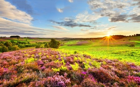 BEAUTIFUL LANDSCAPE - clouds, fields, evening, splendor, landscape, flowers, sunrays, sunset, nature, stunning nature, mountains, sun, sky, wild, wild flowers