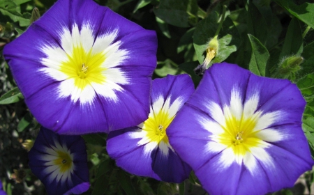 Three Colors - flowers, white, yellow, three