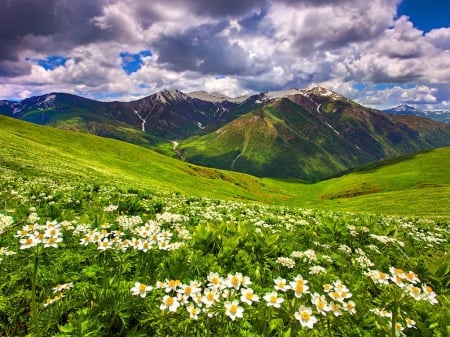 Field of flowers in the mountain - valley, sky, mountain, greenery, summer, field, meadow, lovely, nature, beautiful, flowers, daisies, grass, photo