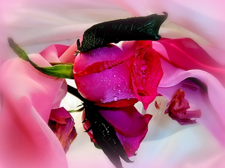 Lovely pink rose - pretty, fragrance, drops, wet, lovely, flower, petals, reflection, pink, leaves, beautifu, scent, rose, nice