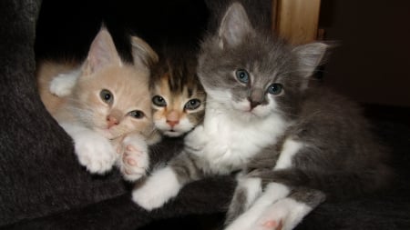 kitten trio - skyphoenixx1, cat, fluffy, kitty, animals, kitten, trio, cats, animal, sweet, cute