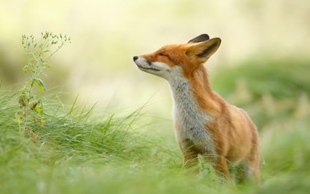 Fox - forest, animal, nature, fox