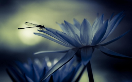 Water lily - insect, flowers, dragonfly, waterlily