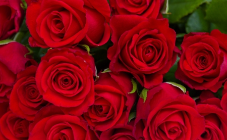 * Red roses * - bouquet, lovely, roses, red roses