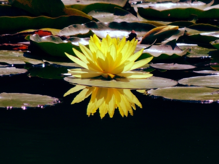 WATER LILY - nature, lily, pads, water, pond