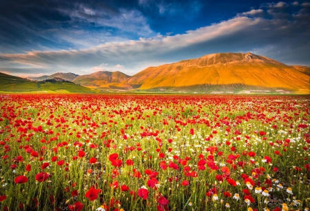 poppies - cool, poppies, flowers, fun, nature, mountain