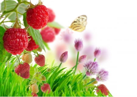 Raspberry and strawberry - red, strawberry, butterfly, raspberry, fruit, berries