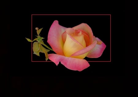 Pretty single rose - yellow, pink, rose, black