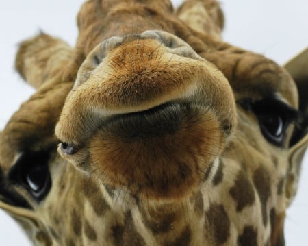 Face - giraffes, Africa, wilderness, HD, Savannah, wild animals, sweet, nature, cute, animals, wildlife, wild, wallpaper