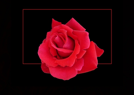 Single red rose - black, single, red, rose, flower