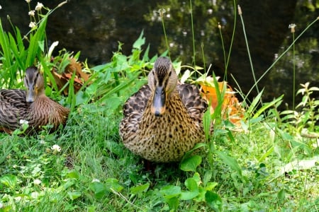 One Protective Mother - One Protective Mother, mother, mother duck, ducks, ducklings