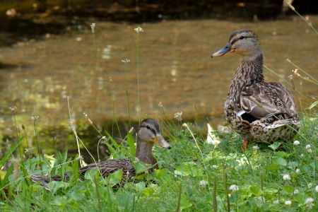 Mother and Young - ducklings, mother and young, ducks, baby ducks