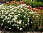 Red and White flowers