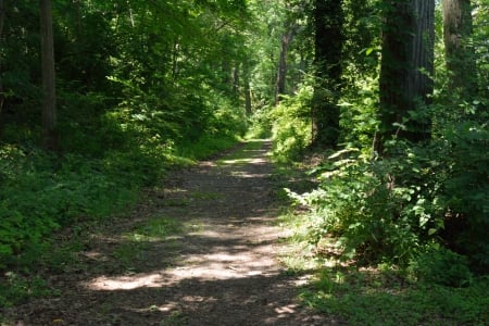 A Walk In The Woods - beautiful woods, a walk in the woods, scenic woods, woods