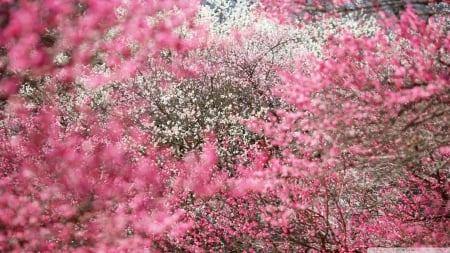 Cherry Blossoms - nature, cherry blossom, japan, sakura, pink, japanese, flowers