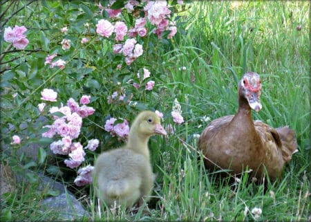 little gosling does not like to eat Mosquitoes like mommy duck - bird, adopt, brown, beautiful, lovely, love, pink, baby, sweet, precious, muscovy, flowers, Duck, goose, gosling, mommy