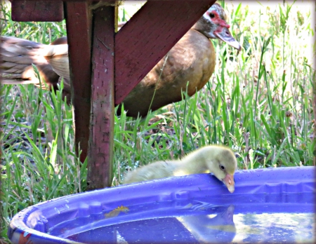 Baby gosling looks different then the other mama's, muscovy ducklings - love, special, encouraging, different, touching, precious, ducks, baby, gosling, sweet