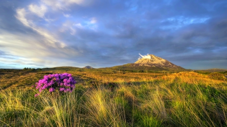 Mount Errigal Sunset, Ireland - sky, sunset, field, beautiful, pink, clouds, green, prairie, flowers, grass, wildflowers