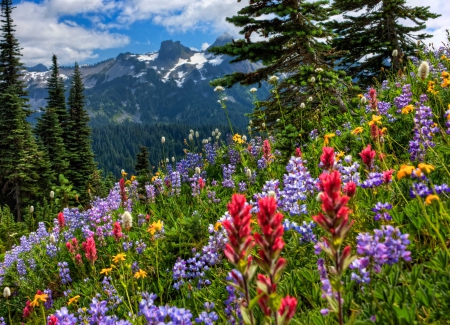 The Beauty Of Springtime - clouds, trees, yellow, blue, beautiful, snowy peaks, forest, flowers, wildflowers, red, green, national Park, violet, mountains