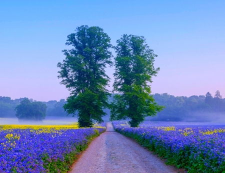 Summer Mood - trees, yellow, beautiful, road, sunrise, forest, flowers, wildflowers, purple, morning fog, green, field