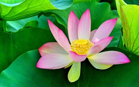 BEAUTIFUL PINK WATER LILLY - beautiful flowers, pond, pink, waterlilly, leaves