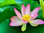 BEAUTIFUL PINK WATER LILLY