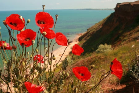 Coastal poppies - pretty, poppies, coastline, summer, coast, beach, beautiful, slope, sea, lovely, flowers, shore, nature, view, sky, rocks