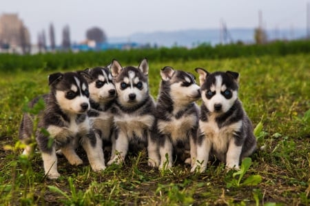 Husky - pretty, puppys, beautiful, dog, lovely, sweet, animal, dogs, cute, puppy, animals