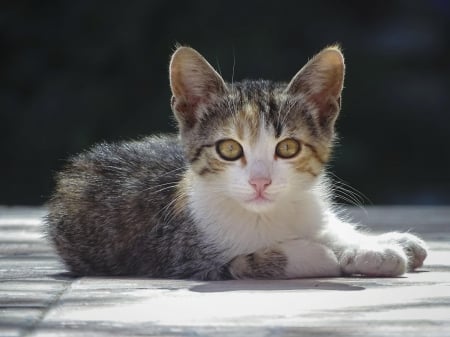 Cat - hat, pretty, cat face, beautiful, lovely, paws, cat, kitten, cute, cats, face, sleeping, animals, kitty