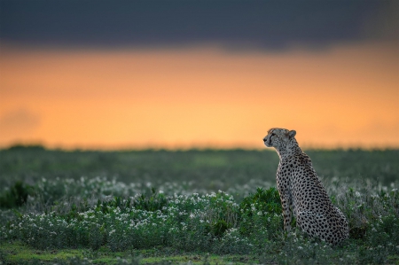 Big Cat - feline, ghepardul, jungla, place