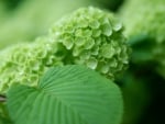 Hydrangea