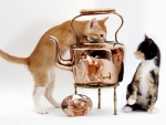 Cats and Copper Kettle