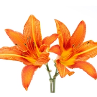 Day lillies