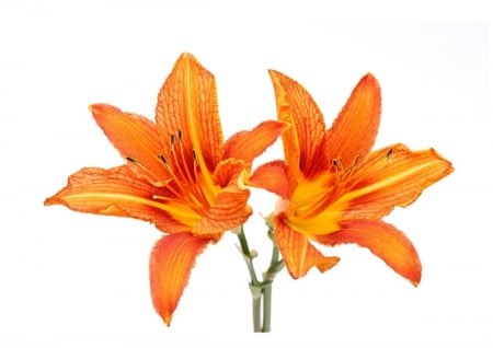 Day lillies - pair, couple, orange, day lilly, lillies, flower