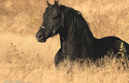 Horse - run, animal, forest, Horse