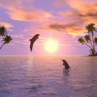 Dolphins at Sunset