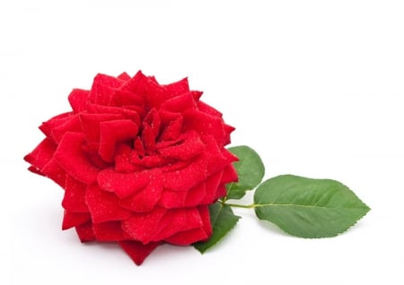 Red rose - beautiful, summer, red, rose