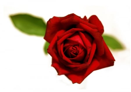 Rose red - awesome, red, flower, rose