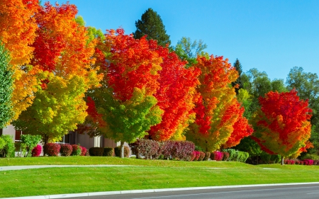 Autumn Trees - sky, autumn, trees, nature, yellow, blue, bunch, leaves, orange, green, colors, grass